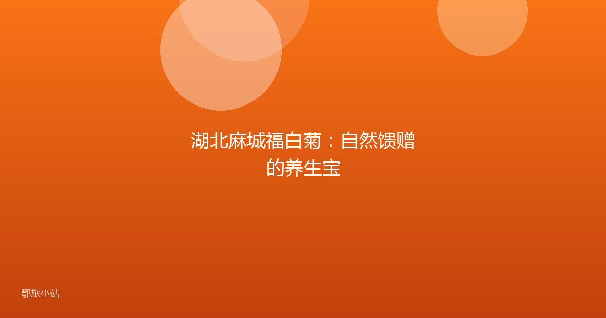湖北麻城福白菊：自然馈赠的养生宝